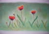 Mohn