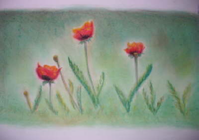 Mohn